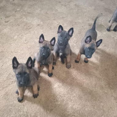 PASTOR MALINOIS,ambos sexos,en 250 USD o equivalente(ACEPTO TRANSFERENCIA), tienen 50 días y están desparacitados - Img 123315535