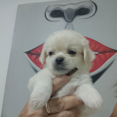 MASCOTAS LEGÍTIMAS ,Calidad y garantía - Img 123172895