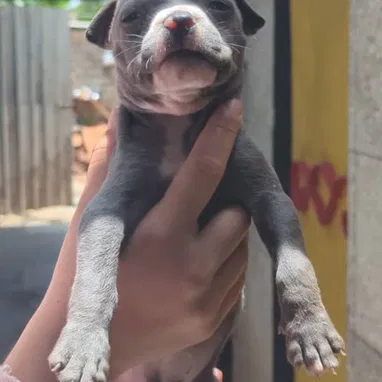 Disponibles cachorros de pitbull, Chihuahua, bulldog francés, shitzu, pastor Alemán,Husky 53818081 - Img 122677625