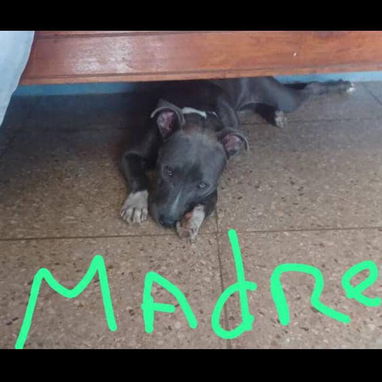 PITBULL hembras CON PADRE BULLY Y MADRE PITBULL,en 200 USD o equivalente,TENGO MENSAJERÍA,tienen 55 días y desparacitada - 9/10