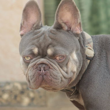 Disponible para monta, bulldog francés. - Img 114823483