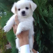 Hermosos Pequinés Disponibles 🐶 - Img 57094646