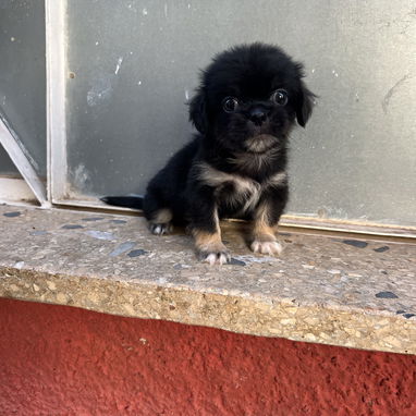Hermosos Pequines-tibetanos, ambos sexos - Img 125428191