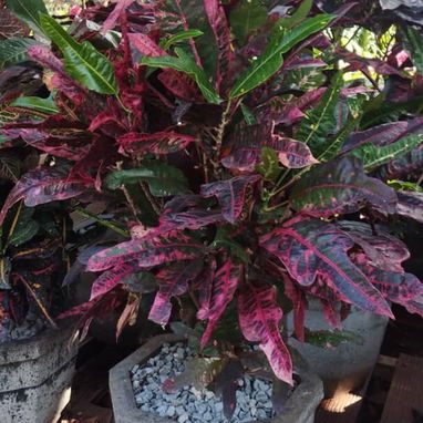Servicios de jardinería - Img 119676345