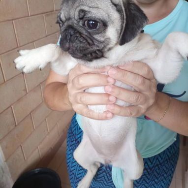 PUG CARLINO,hembra,en 250 USD o equivalente,TENGO MENSAJERÍA,tiene 6 meses,2 VACUNAS PUESTAS y con historia clínica - 7/10