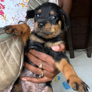 ROTTWEILER,hembras,en 400 USD o equivalente en moneda nacional,TENGO MENSAJERÍA tienen 65 días y están desparacitadas - 3/6