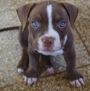 💜 🐾 Cachorros  American Bully Pocket, Pitbull, Pequinés, Labrador Shih Tzu Beagle, Pug, Chihuahua. BETTY MASCOTAS🐾 💜 - Img 99414517