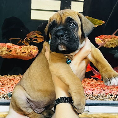 😍 HERMOSO CACHORRO BOXER 😍 - Img 122047337
