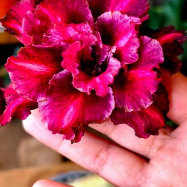 Los más espectaculares Adenium o Rosas del desierto - 2/8