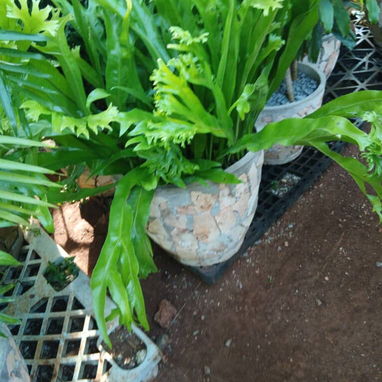 Servicio de jardinería 👩🏼🌾 - Img 126447382