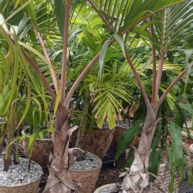 Servicio de jardinería 👩🏼🌾 - Img 124285516