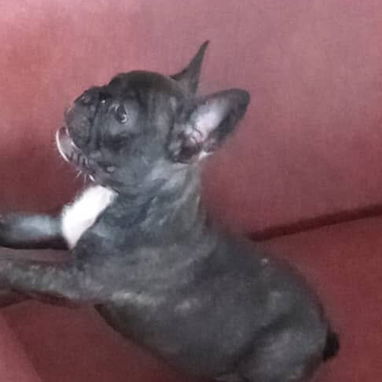 Si buscas una Exelente compañía pitbull, Chihuahua, shitzu, bulldog francés, Salchicha llame al 53818081 - Img 123336091