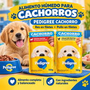 Comida húmeda para cachorros - Img 58219524