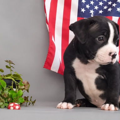 Bellos cachorros de american bully pocket exoticos - 4/5