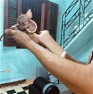 Chihuahua Machito Mini Cabeza Manzana 🍎 Calidad y genética en su máxima expresión - Img 46058275