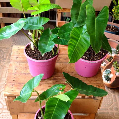 El Jardín de Venus - Img 122820856