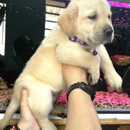 😍 HERMOSA CACHORRA LABRADOR RETRIEVER 😍 - Img 54957167