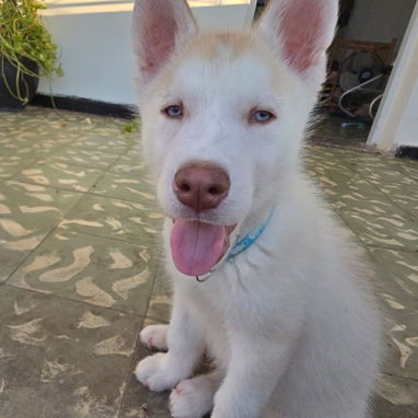 Todo lo que buscas está aquí pitbull, Chihuahua, shitzu,Husky , Pastor 53818081 - Img 122691913