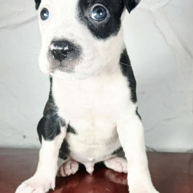 Pitbull en venta - 4/5