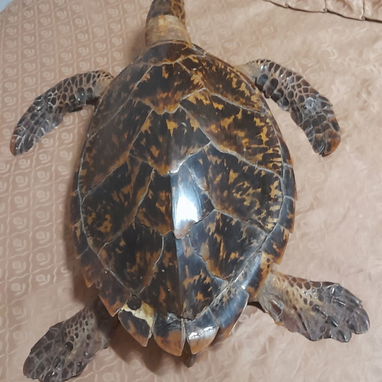 Vendo Carey embalsamado en muy buen estado,ojooo,es bien antiguo,deve tener al rededor de 30 a 35 años de disecado. - 7/10