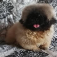 PEQUINÉS IMPERIAL CON PEDIGRI,macho,en 600 USD o equivalente,TENGO MENSAJERÍA,tiene 3 meses,ESTÁ INSCRITO Y VACUNADO. - Img 56948515