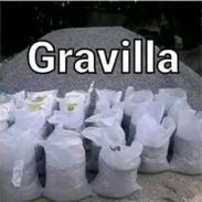 Gravillas - Img 58108351