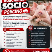Emprendedor PORCINO 🐷 - Img 57299452