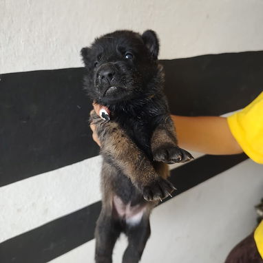 CACHORROS PASTOR BELGA MALINOIS - 2/5