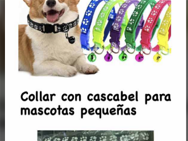 Collares de perro y gato - Img main-image
