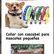 Collares de perro y gato - Img 45616390