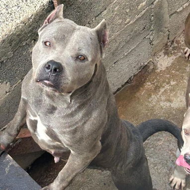 PITBULL AZUL,ambos sexos,en 180 USD o equivalente(ACEPTO TRANSFERENCIA)TENGO MENSAJERÍA,tienen 50 días y desparacitados - Img 123314774