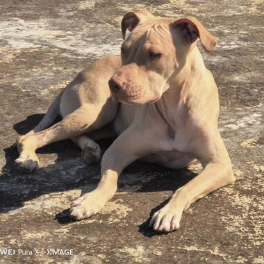 Pitbull - Img 122581576