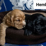 COKER SPANIEL,ambos sexos,en 170 USD o equivalente(ACEPTO TRANSFERENCIA)TENGO MENSAJERÍA,tienen 30 días y desparacitados - Img 55648183