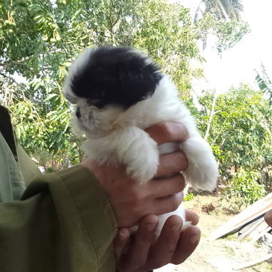 TENEMOS TODO TIPO DE PERROS PURA RAZAS DISPONIBLES - 5/10