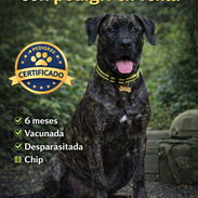 Presa Canario - Img 56182635