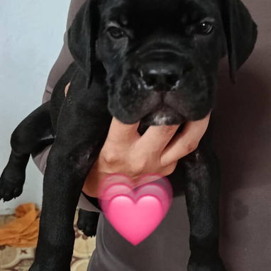 CANE CORSO CON PEDIGREE Y MENSAJERÍA GRATIS - 3/5
