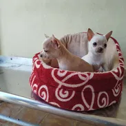 Si lo que buscas es una buena compañía todos disponibles pitbull, Chihuahua, bulldog francés, shitzu, pastor 53818081 - Img 56350893