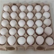 Ganga Carton de huevo - Img 45926189