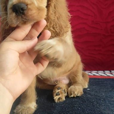 💢COCKER SPANIEL💢 - Img 125787727