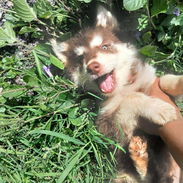 💜💜💜* 🐶 HERMOSOS HUSKY SIBERIANO OJOS AZULES WHATSAPP 58746643  *💜💜💜. - Img 54509240
