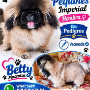 👑🐶 ¡HERMOSA PEQUINÉS IMPERIAL CON PEDIGREE HEMBRA! BETTY MASCOTAS WHATSAPP 52506841 🐶👑 - Img 58143597