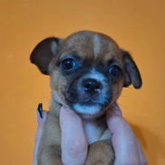 CHIHUAHUA,hembra,en 150 USD o equivalente(ACEPTO TRANSFERENCIA)TENGO MENSAJERÍA,tiene 60 días y está desparacitada. - Img 55608960