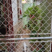 Permuto para playa o vedado - Img 54977089