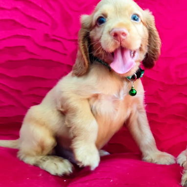Venta de cachorros - Img 123342911
