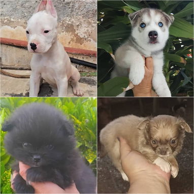 • • • • • •  RAZAS CANINAS PARA ELEGIR WhatsApp 58746643• • • • • • - Img 122799250