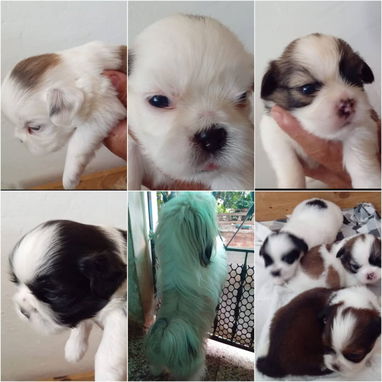 SHIH TZU,ambos sexos,en 250 USD o equivalente(ACEPTO TRANSFERENCIA)TENGO MENSAJERÍA,tienen 30 días y están desparacitado - Img 123105515