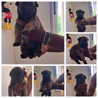 Pastores belga malinois oricha . 53546663. Tengo 4 hembras y 5 varones en 150 usd cada uno. Tienen la primera desparacit - Img 123535101