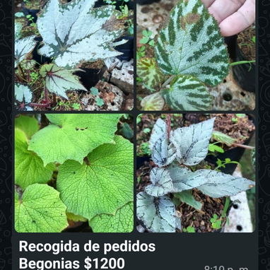 🪴🪻Plantas,posturas, y mucho más para tus espacios ✨️ - 3/8