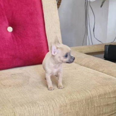 SHIHUAHUA hembra,en 250 USD o equivalente,TENGO MENSAJERÍA,tiene 90 días y está VACUNADA y desparacitada - Img 121640570
