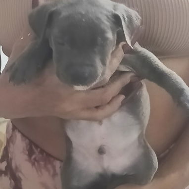 Cachorros pitbull listos para su nuevo hogar ya vacunados - 4/4